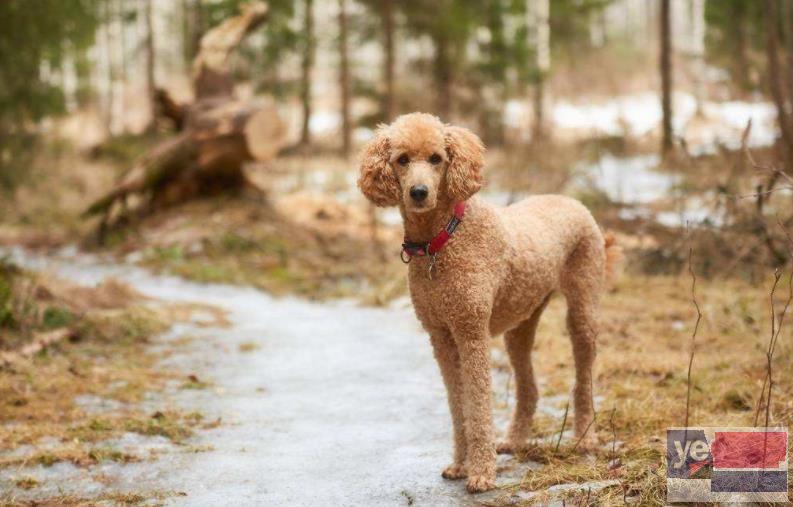 锡林郭勒贵宾犬舍 宠物狗专卖 价格优惠