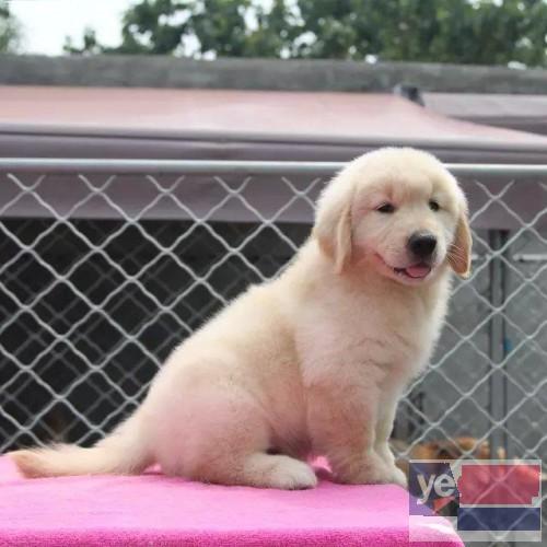 忻州大型犬舍出售宠物狗幼犬 上门或视频挑选