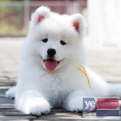 枣庄萨摩耶犬直销 上门或视频挑选 全国发货