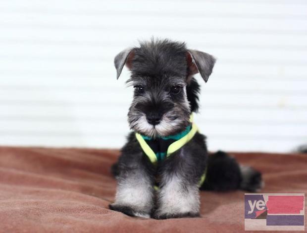 昭通雪纳瑞犬直销 上门或视频挑选 全国发货