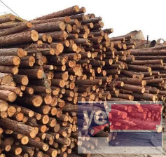 沾化竹竿 高压线防护 缠树布 木模板批发公司