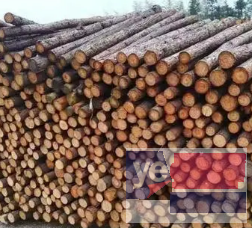 乐陵竹竿 高压线防护 缠树布 木模板批发公司