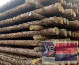 鸡泽松木杆 竹跳板 垫木 建筑木方批发市场