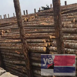 大城杉木杆 高压线防护 防寒彩条布 木模板批发市场