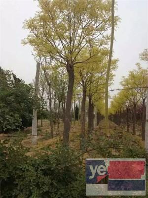 郑州70公分皂角树 大型出售价格