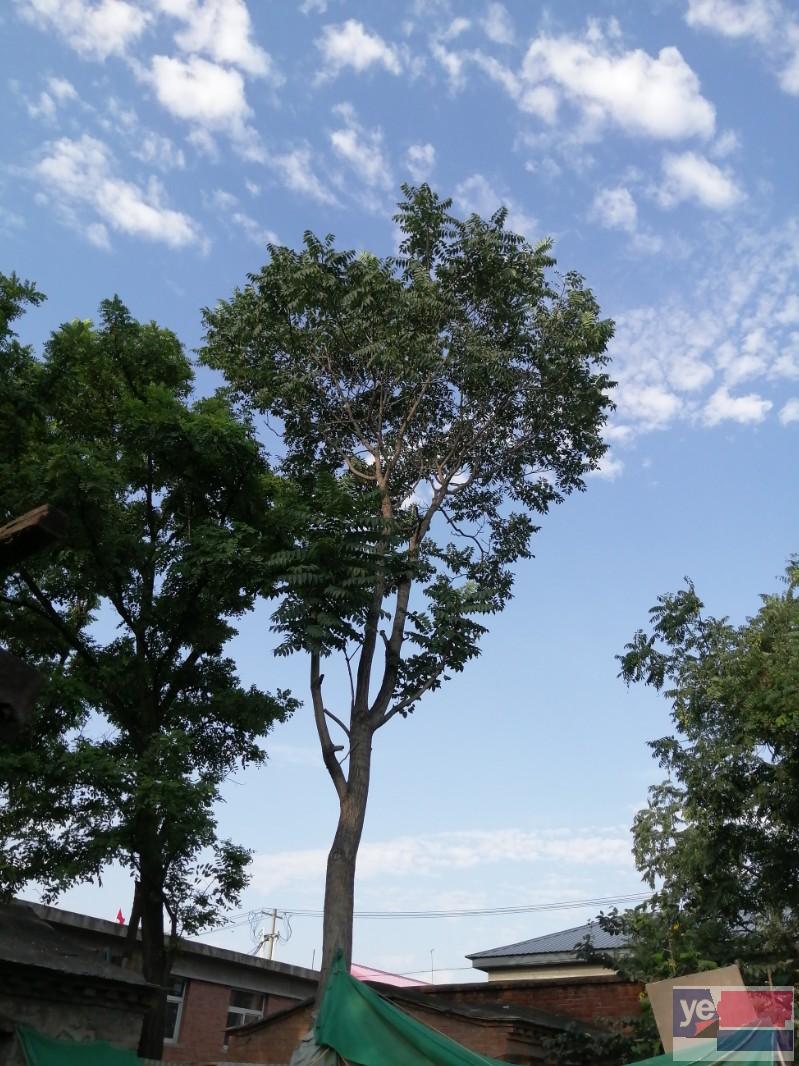 北京专业伐树修树