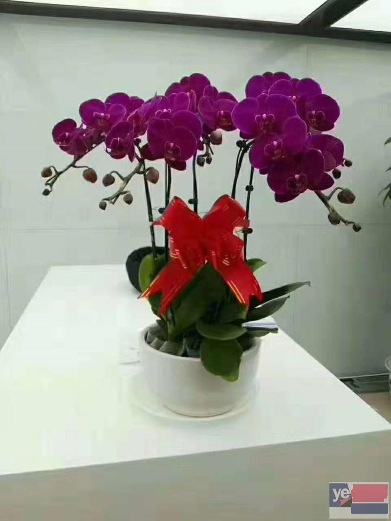 北京花卉公司