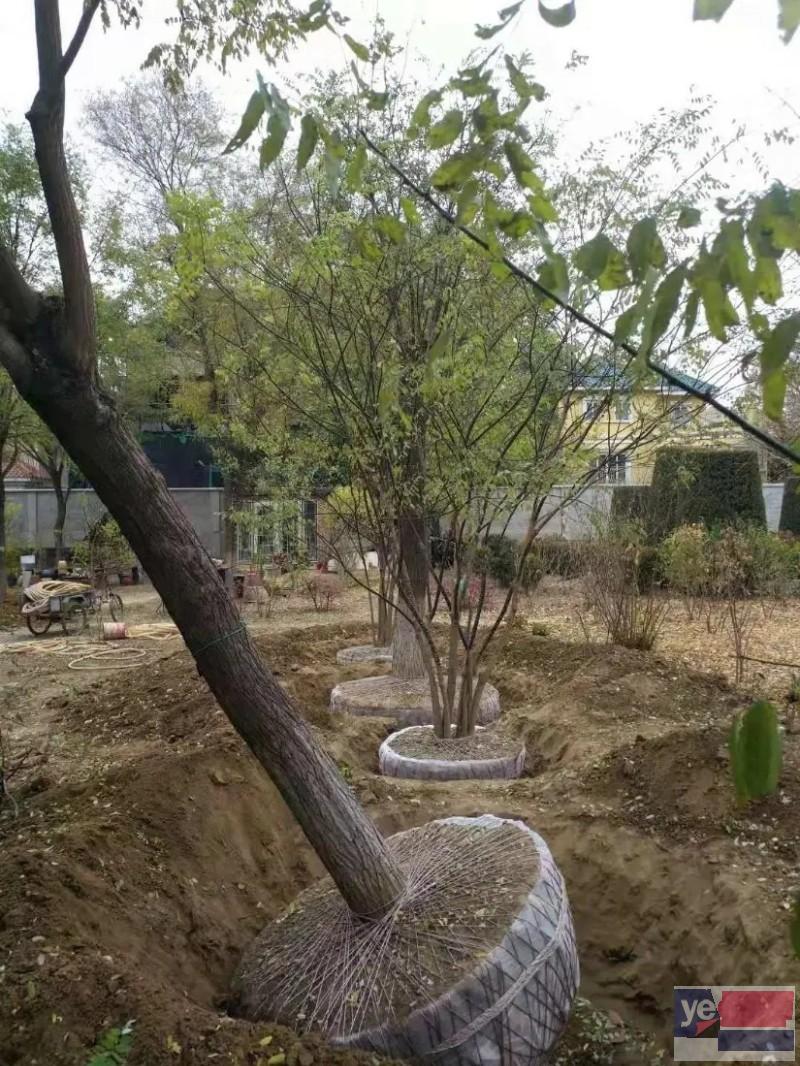 北京专业树木修枝 园林绿化 服务用心,放心舒心