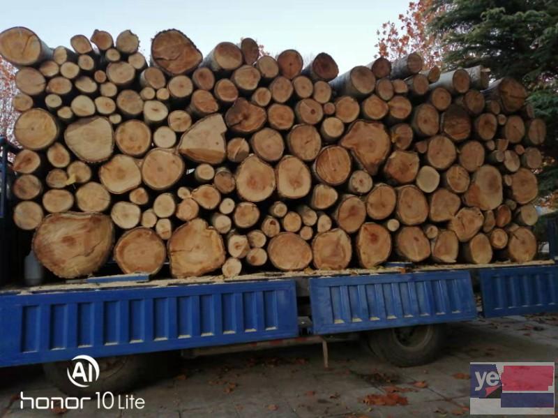 北京树木砍伐移栽 移植经验丰富 诚信服务 快速服务