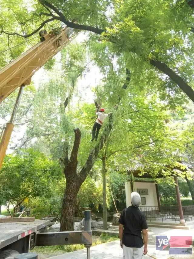 北京朝阳专业伐树 修树 除草 花卉树木修剪 伐砍 客户至上，