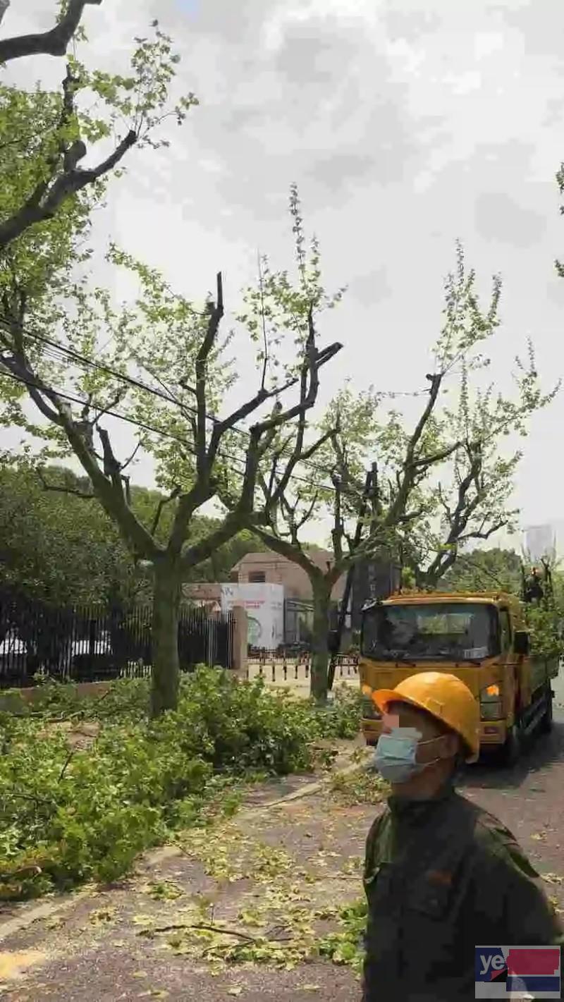 服务实在，耐心周到 北京延庆专业树木修枝 树木砍伐 移栽