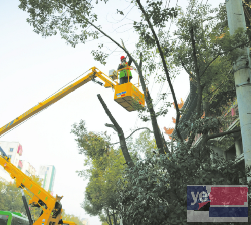 北京树木砍伐移栽 砍树修枝清运一条龙服务 值得信赖 放心省心