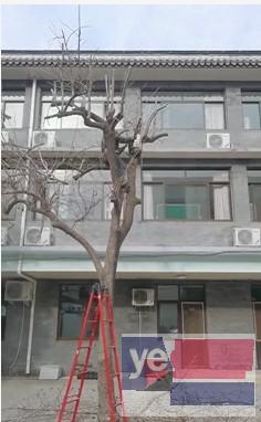 北京砍树修树 树木修剪 服务超值，省心安心