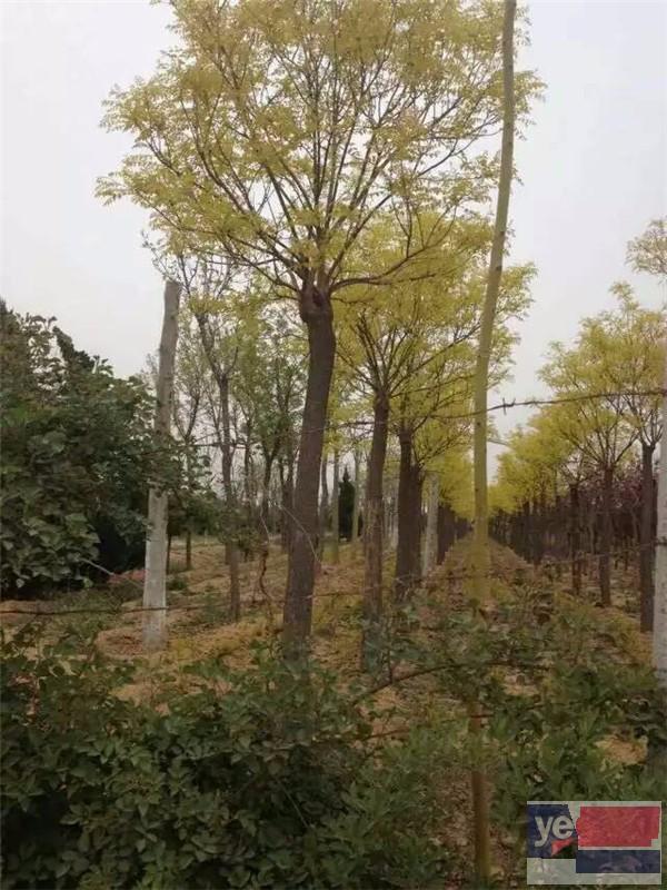 滨州出售大型白蜡树 超低价格零售白蜡树