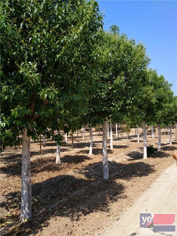 吕深50公分国槐树基地提供多种苗木