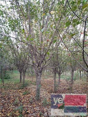 宝鸡种植法桐树基地 出售价格