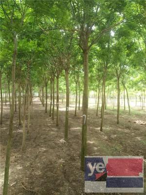 汉中30公分法桐树 专业种植基地批发