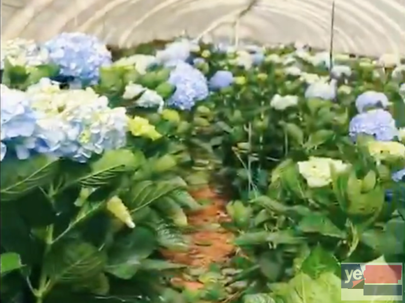 桂林大型活动鲜花批发市场,玫瑰品种多基地直供,品质保障