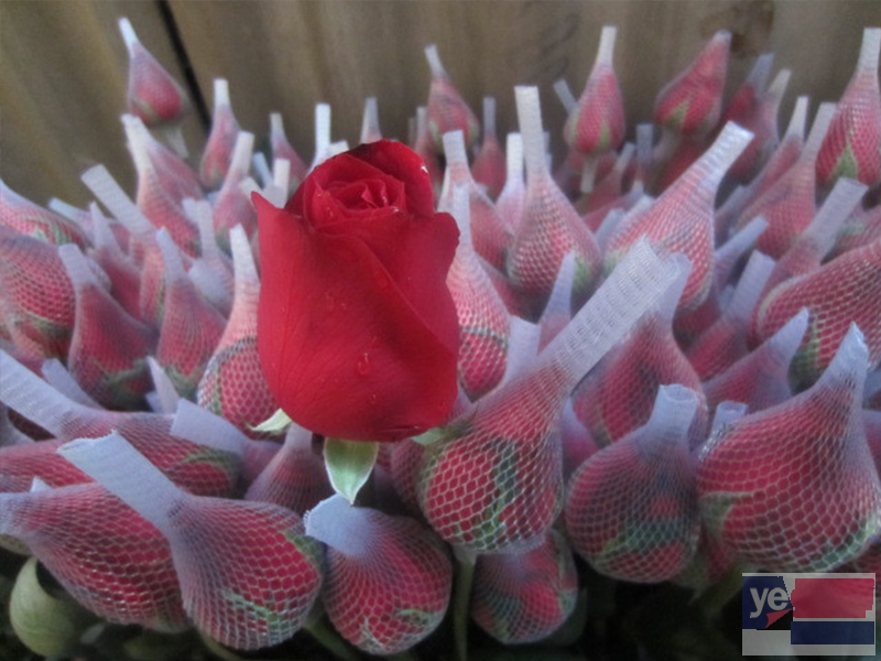 甘南夏河婚庆公司鲜花批发市场 玫瑰品种多基地直供品质保障