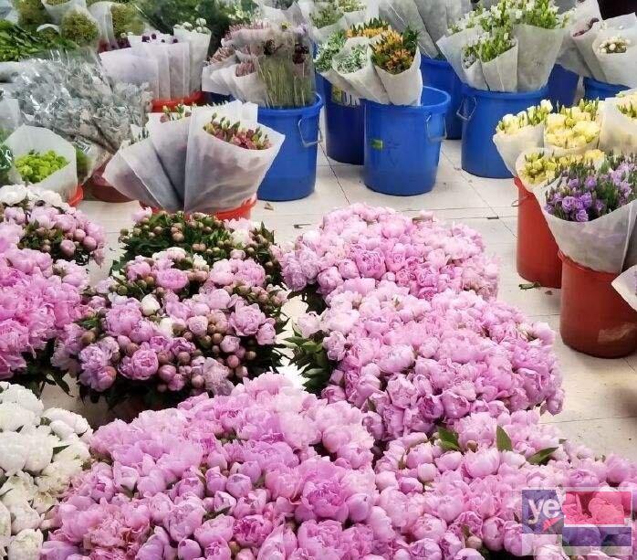 荆州鲜花大量批发,玫瑰品种多,基地直供,品质保证值得信赖