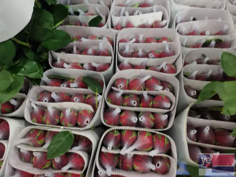 莱芜莱城鲜花大量批发,玫瑰品种多基地直供,品质保证长期供货