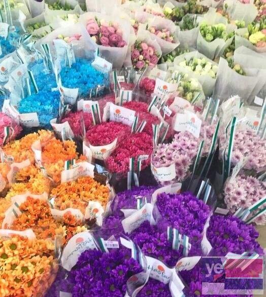漯河舞阳大型活动鲜花批发市场,玫瑰品种多,基地直供品质保障