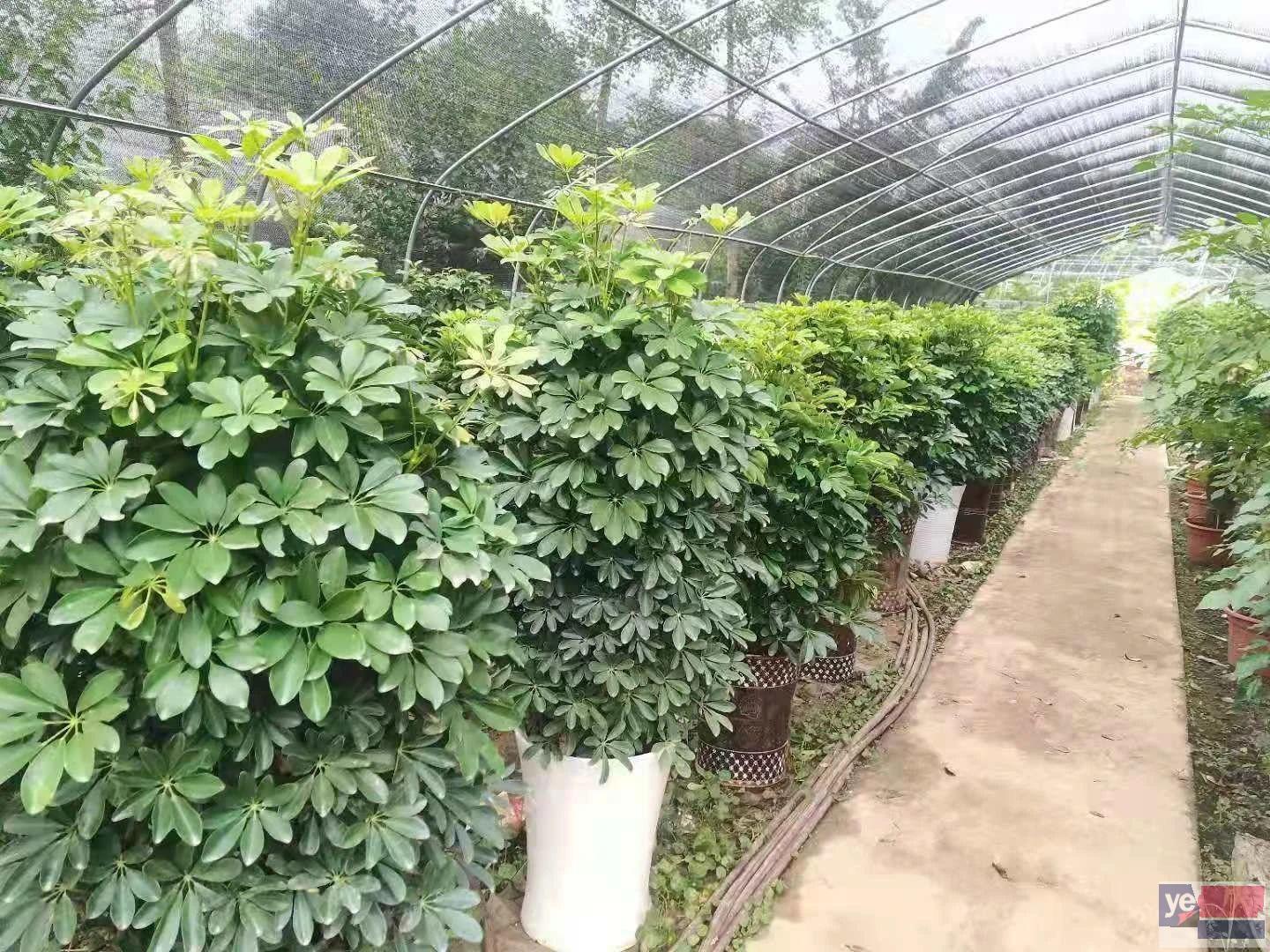 南阳办公室绿植租赁租摆