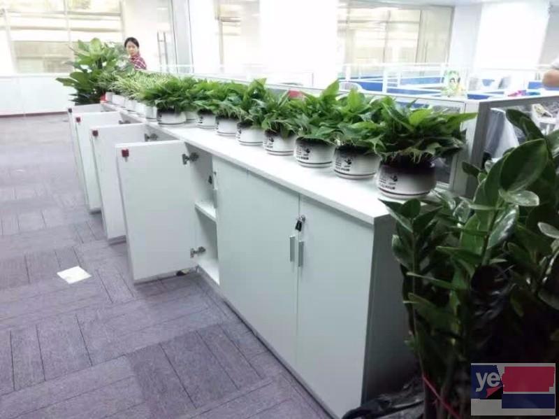 深圳盐田绿植花卉租赁销售 开业植物批发全城上门配送