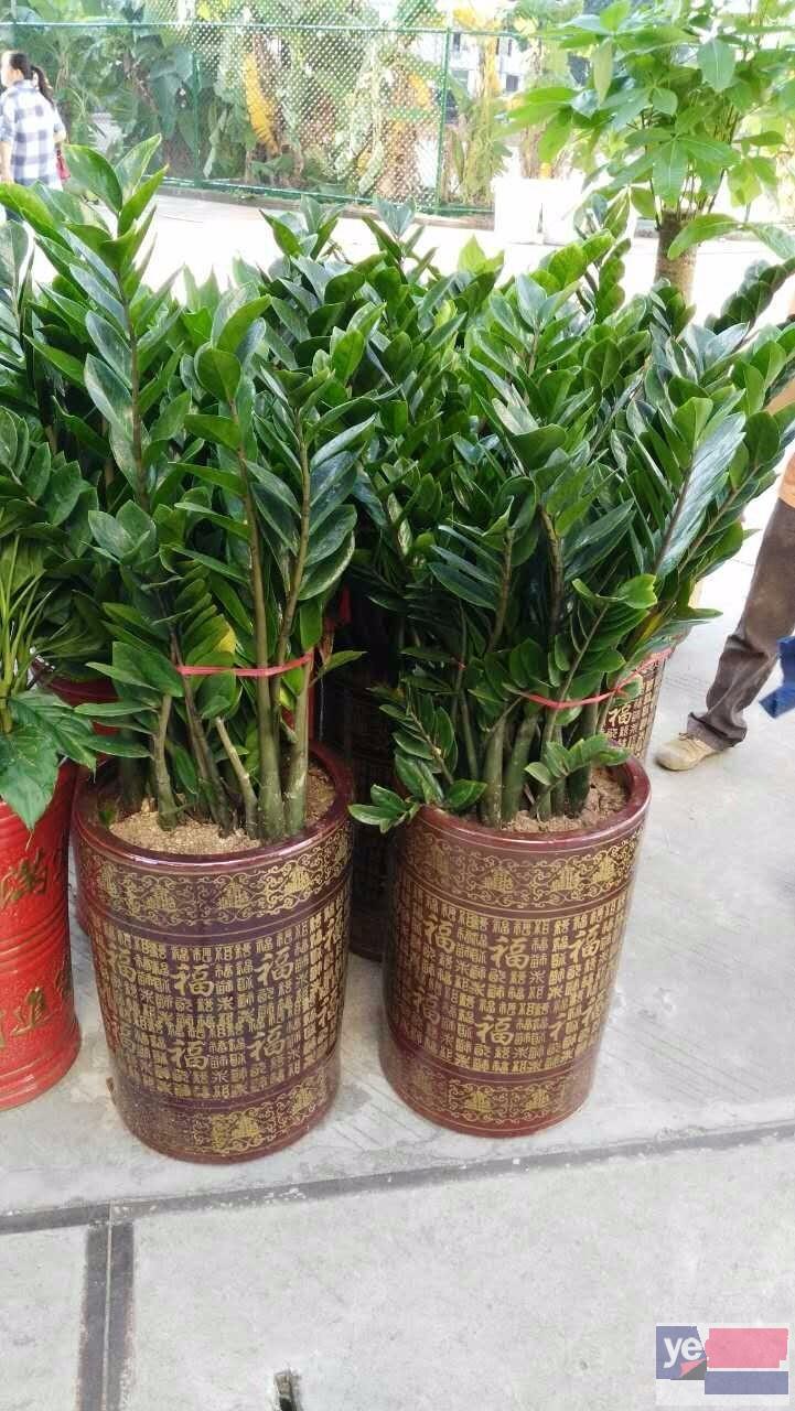 深圳罗湖盆栽花卉植物销售 会场植物短期租摆布置