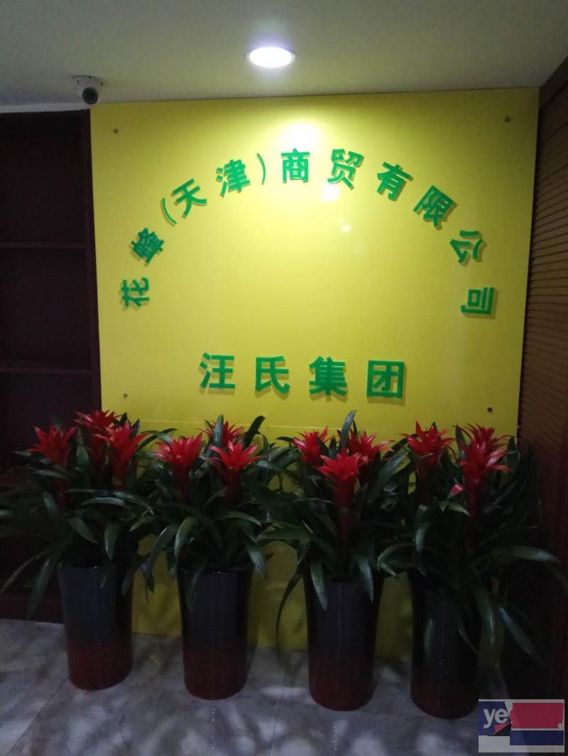 天津绿植租赁花卉租摆办公室绿植租赁养护服务公司