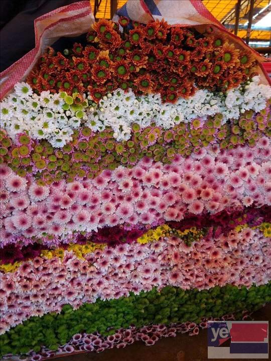 温州花店鲜花批发,玫瑰品种多基地直供,品质保证,长期供货