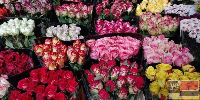梧州藤县大型活动鲜花批发,玫瑰品种多,基地直供,品质保证
