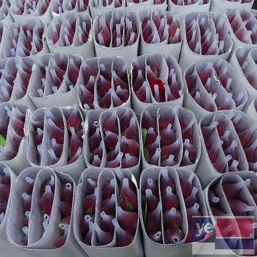 梧州长洲鲜花批发市场,玫瑰品种多基地直供,品质保证长期供货