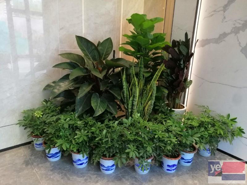 烟台莱山绿化工程公司 鲜花店 植物绿墙