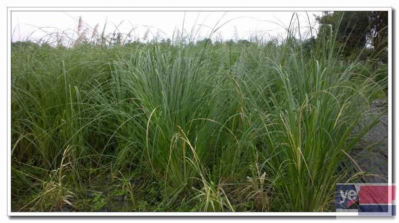 玉溪三颗针种植基地量大从优