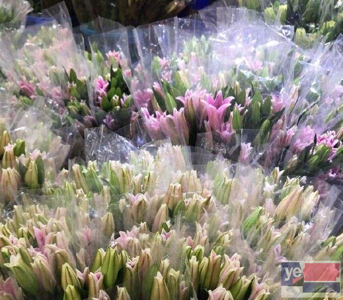益阳南县大型活动鲜花批发,玫瑰品种多基地直供,品质保证