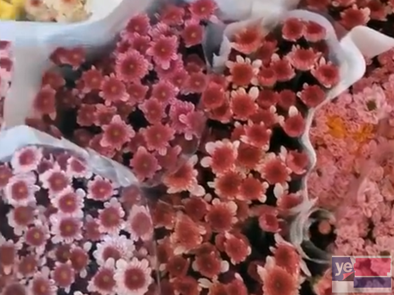永州冷水滩婚庆公司鲜花批发市场 玫瑰品种多,基地直供品质保障