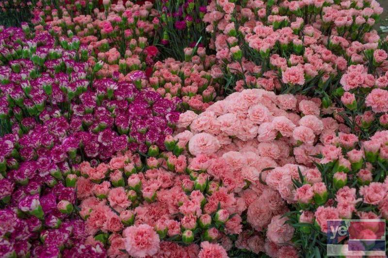 永州蓝山花店鲜花批发市场,玫瑰品种多,基地直供,品质保障