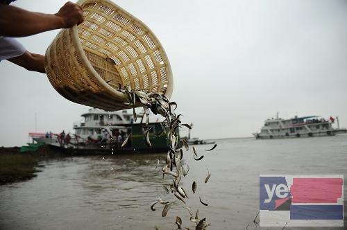 济宁海域权评估 热带鱼评估
